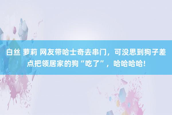 白丝 萝莉 网友带哈士奇去串门，可没思到狗子差点把领居家的狗“吃了”，哈哈哈哈!